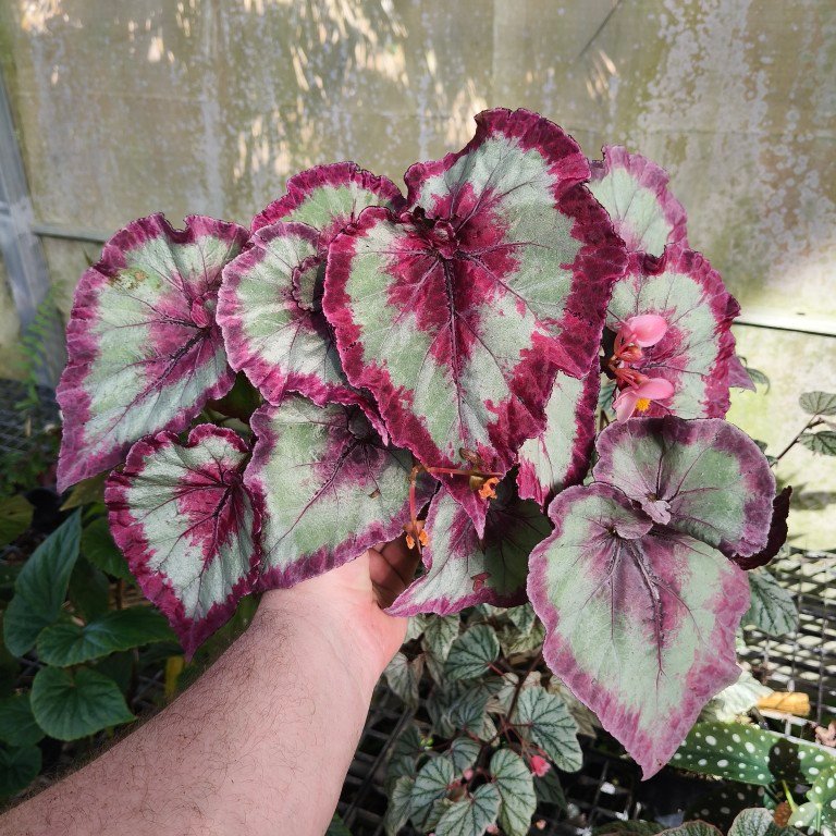 Begonia Rex Mix
